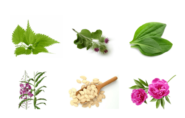 Plants in prostatitis