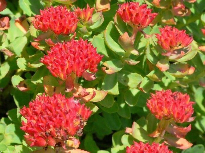 Rhodiola rosea for the treatment of prostatitis