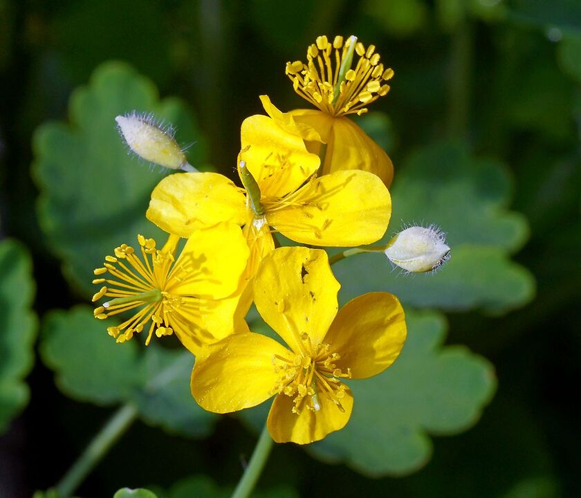 celandine for prostatitis