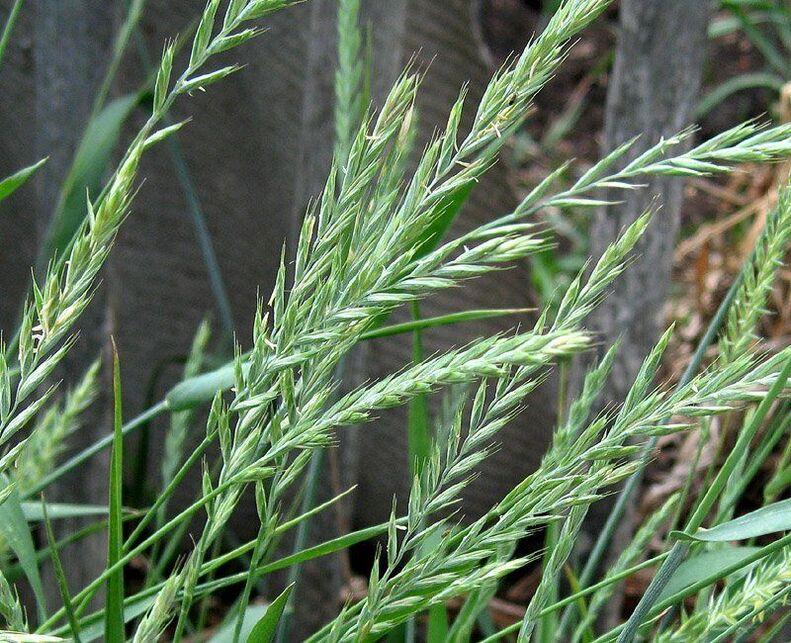 wheatgrass to treat prostatitis